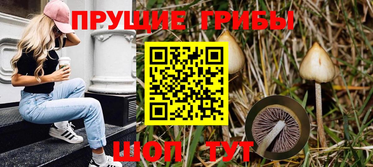Псилоцибиновые грибы GOLDEN TEACHER Таганрог